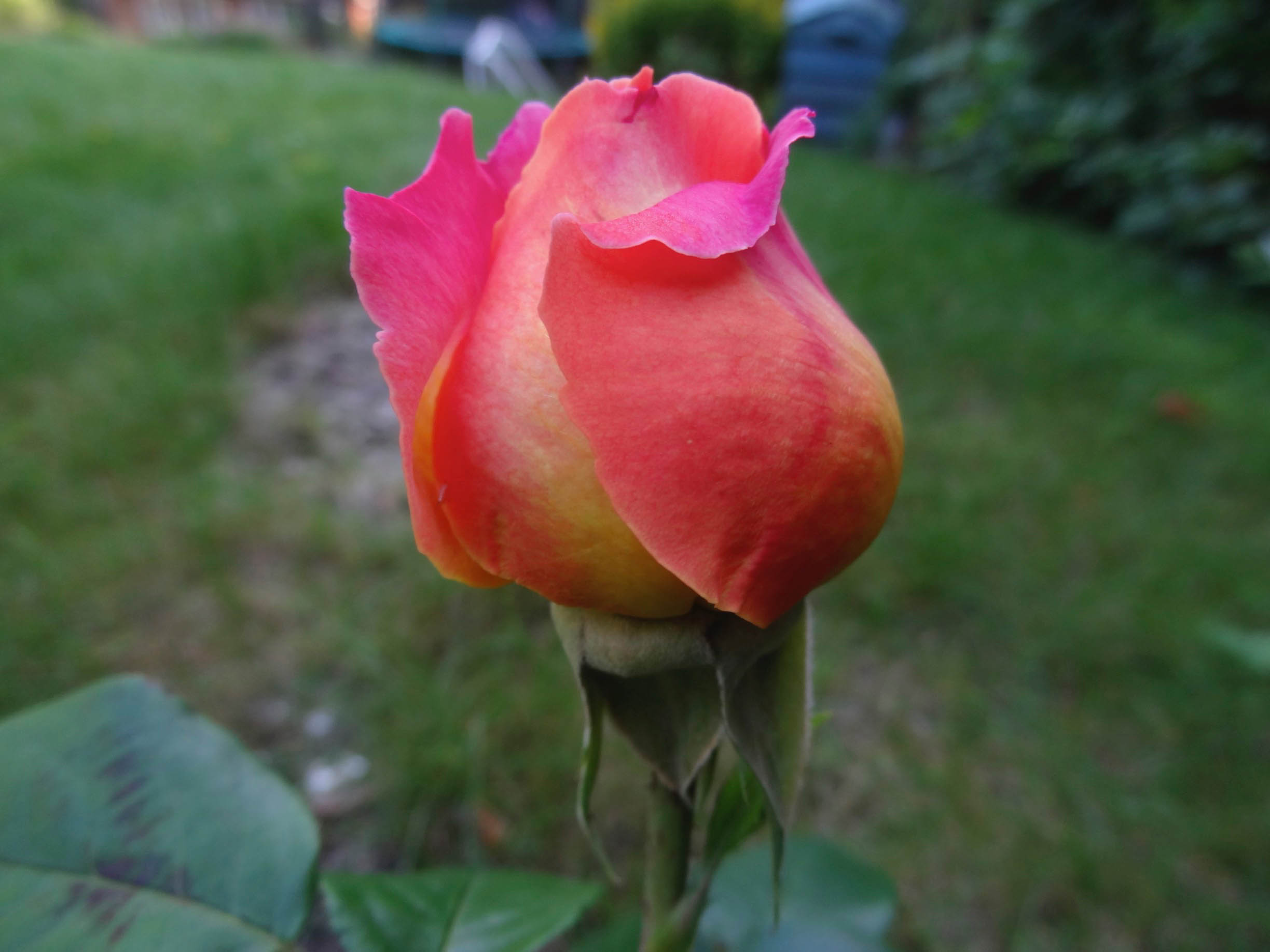 Garden rose from Mum